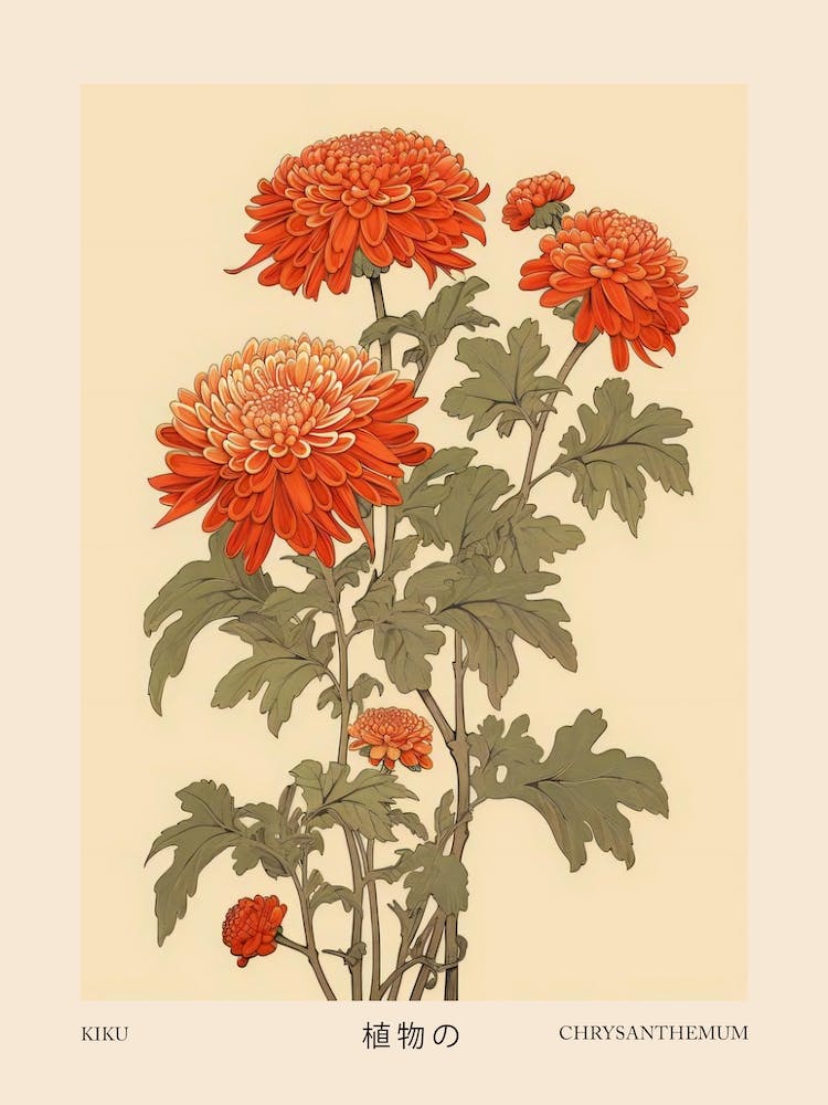 Kiku Chrysanthème 1 Affiche Botanique Japonaise Vintage