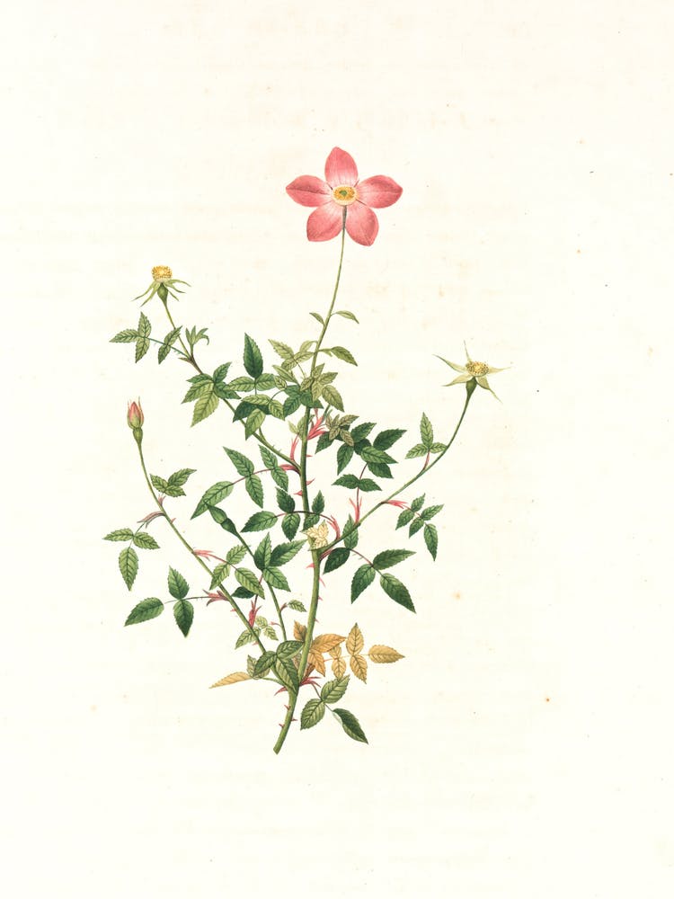Rosa Rubiginosa 1