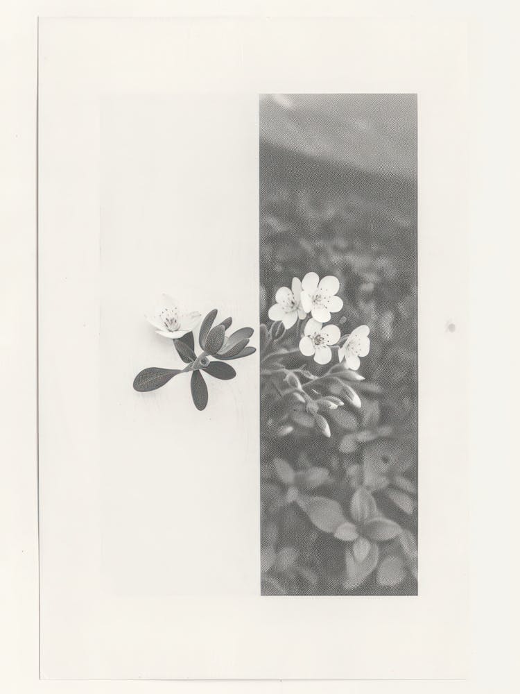 Collage Photo de Fleurs de Myosotis 2