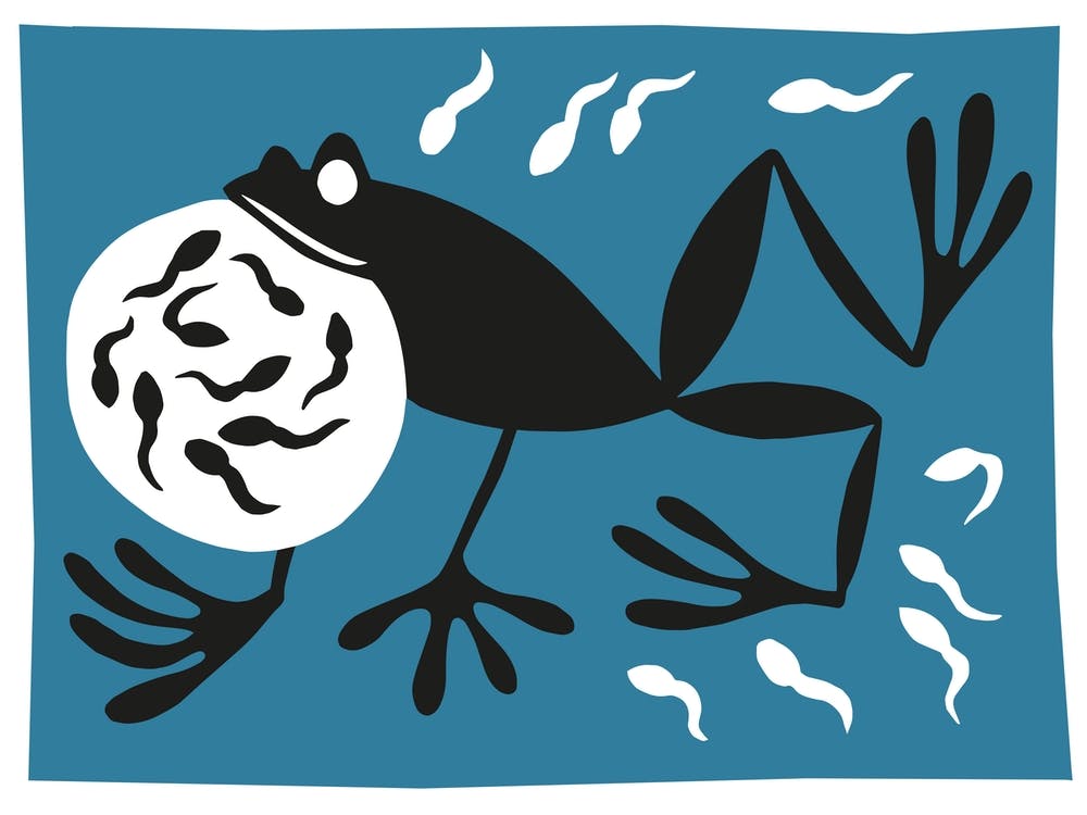 Pregnant Frog