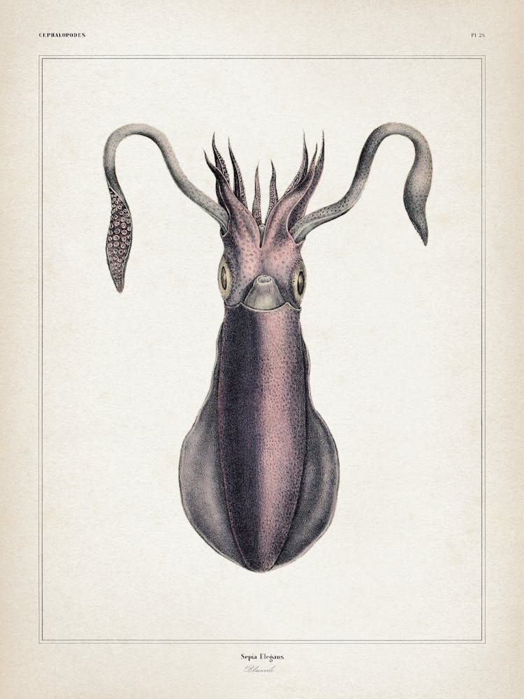 Vintage Vérany 2 Sepia Elegans