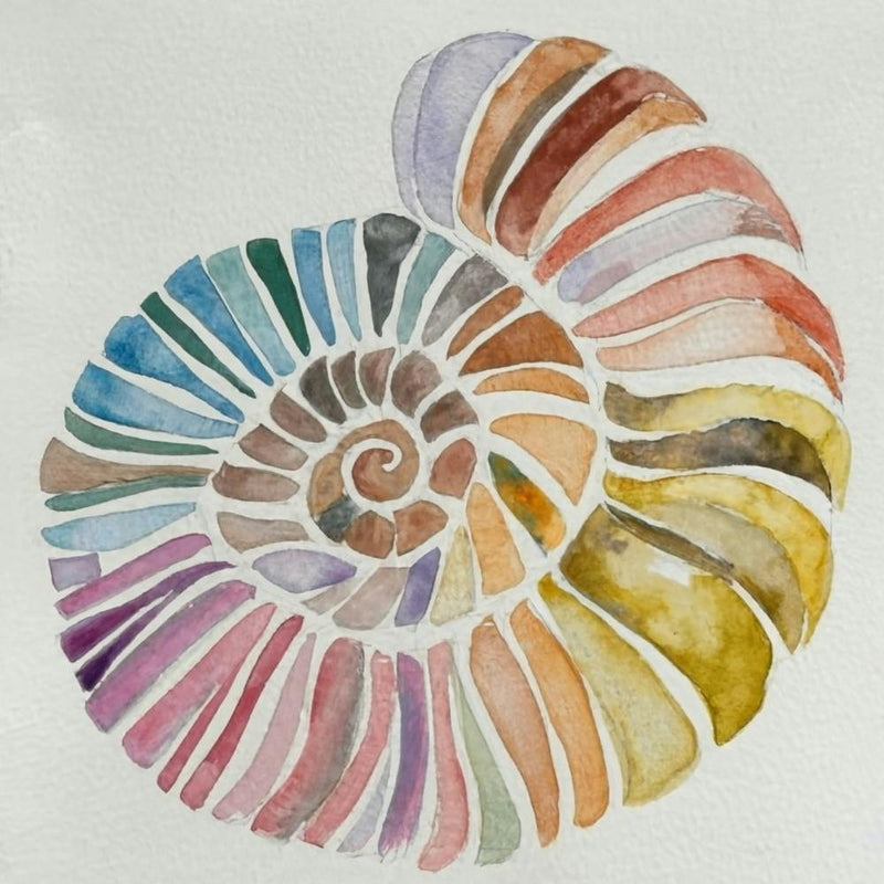 Nautilus Shell