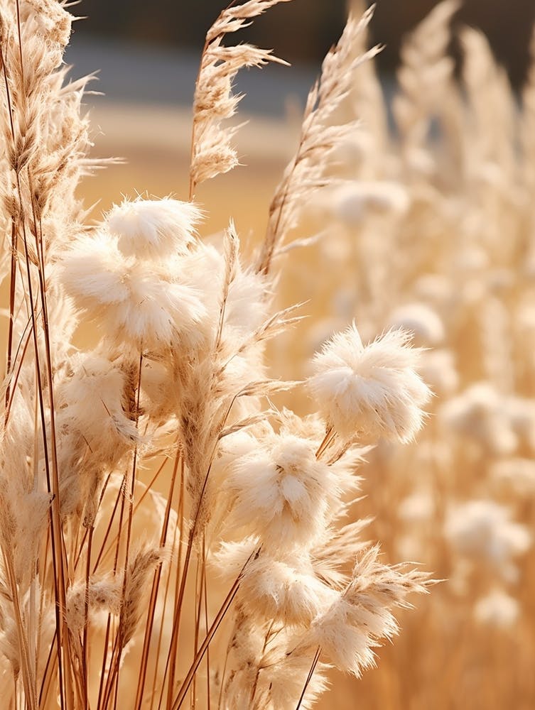 Boho Dried Flowers Carnation Dianthus 2