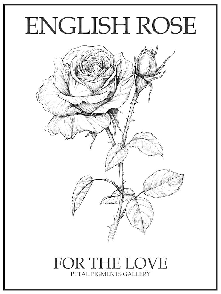 Rose Anglaise Dessin Au Trait Noir Et Blanc 41 Affiche