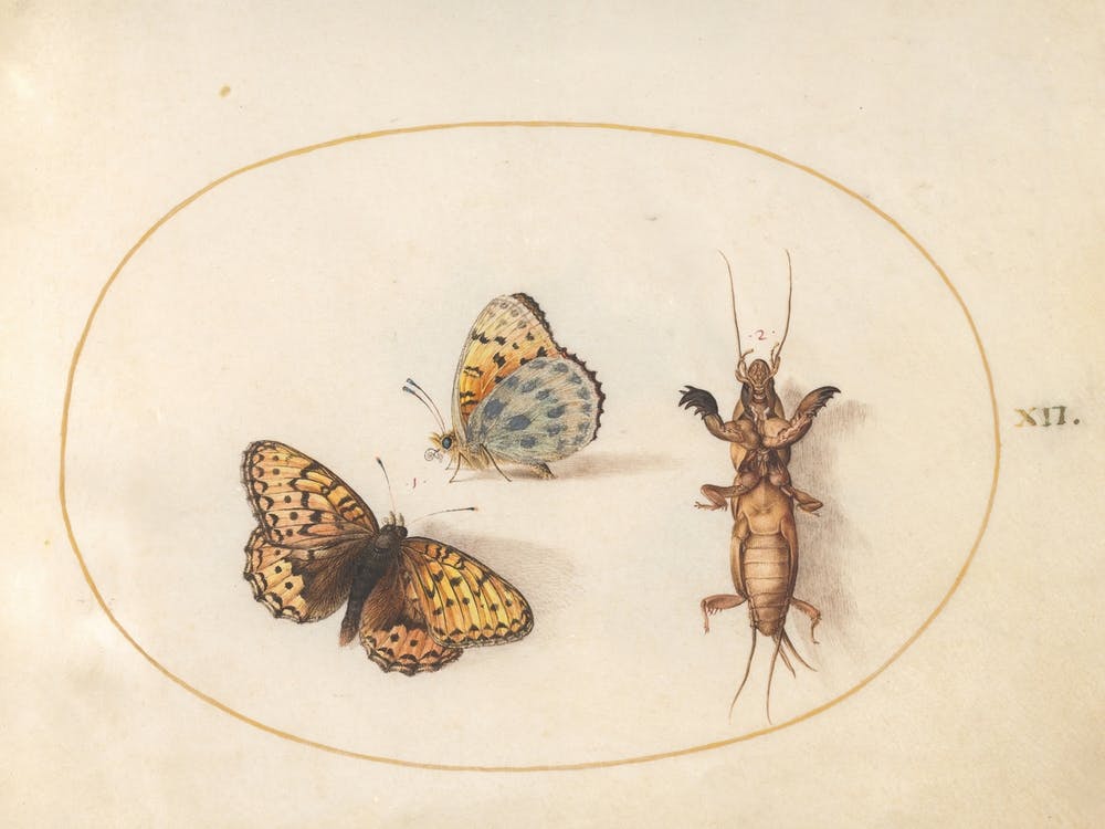 Two Butterflies And A Mole Cricket, Joris Hoefnagel