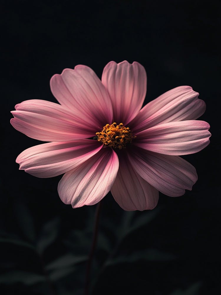 Pink Cosmos Flower 2