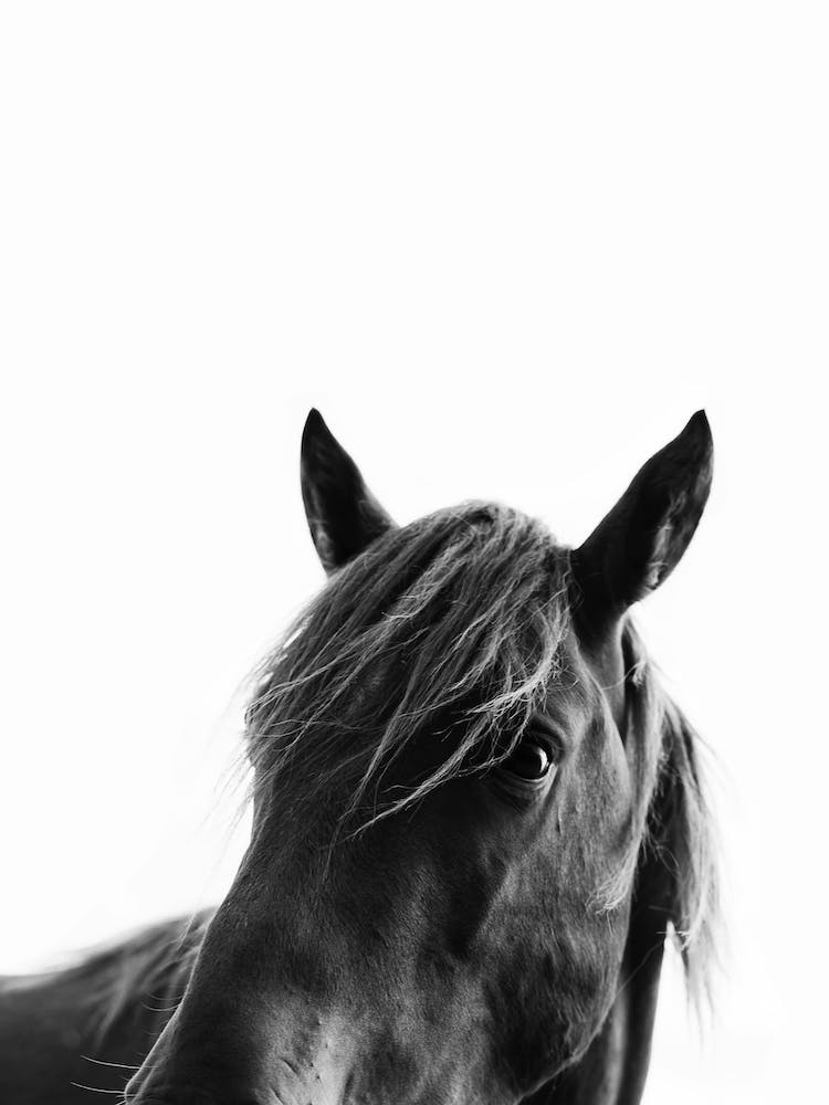 Black Beauty
