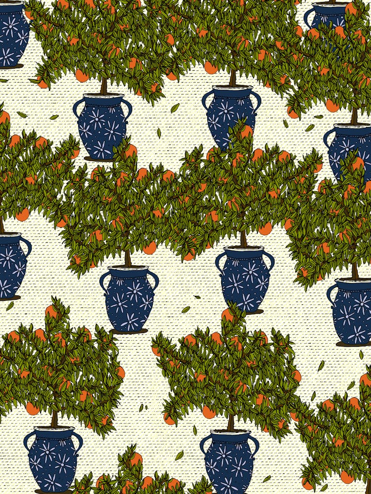 Orange Trees In Pots