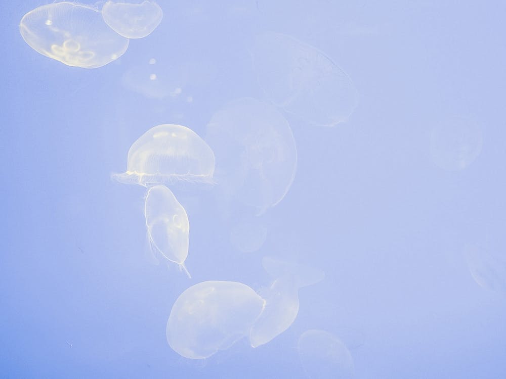 Jellyfish Swimming Underwater In La Rochelle