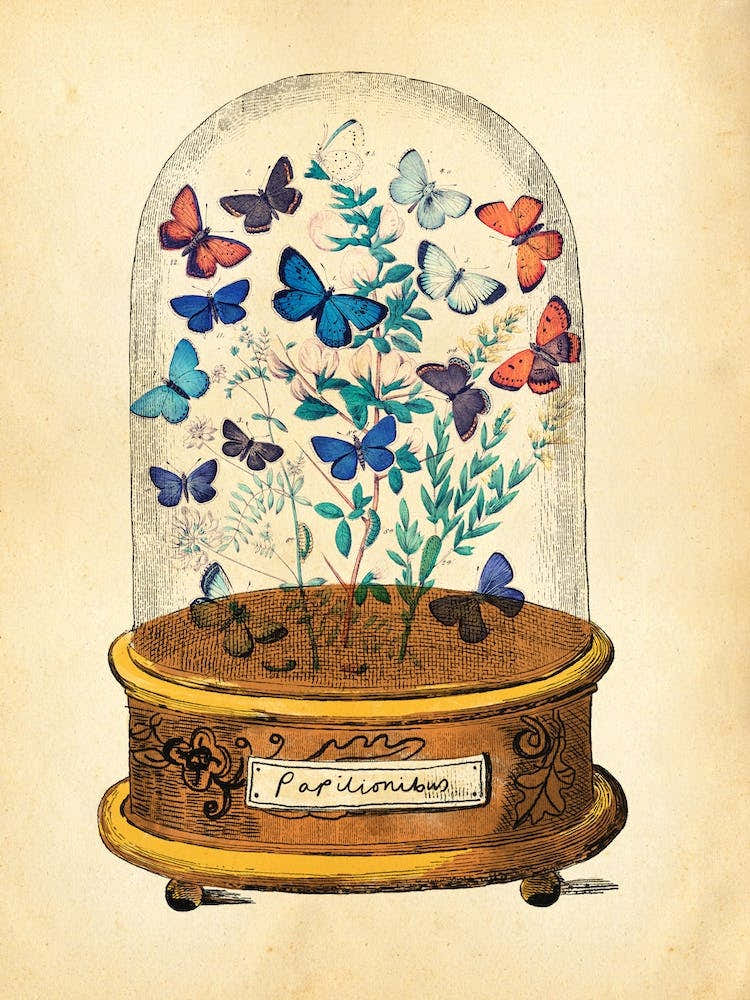 Butterfly Glass Dome