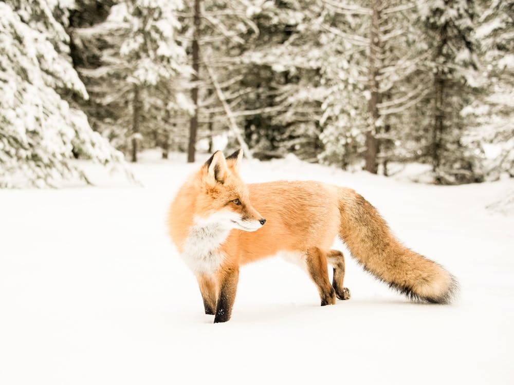 Winter Fox