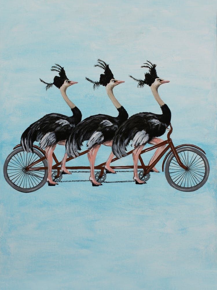 Ostriches On Bicycle