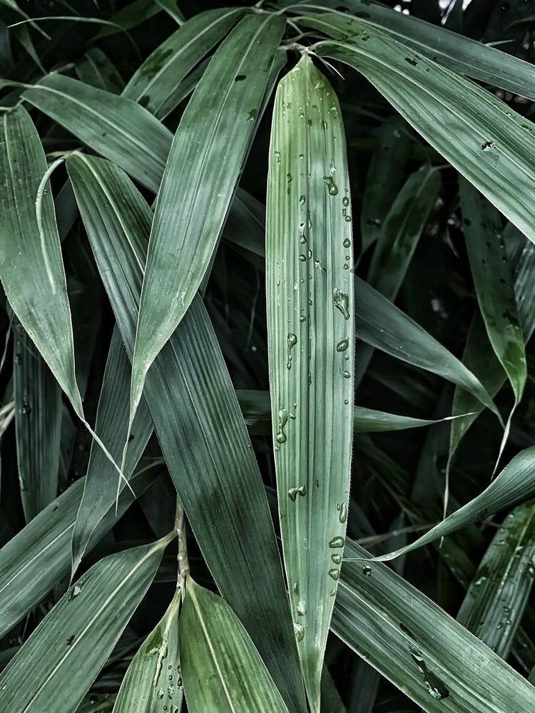 Natur Leaf