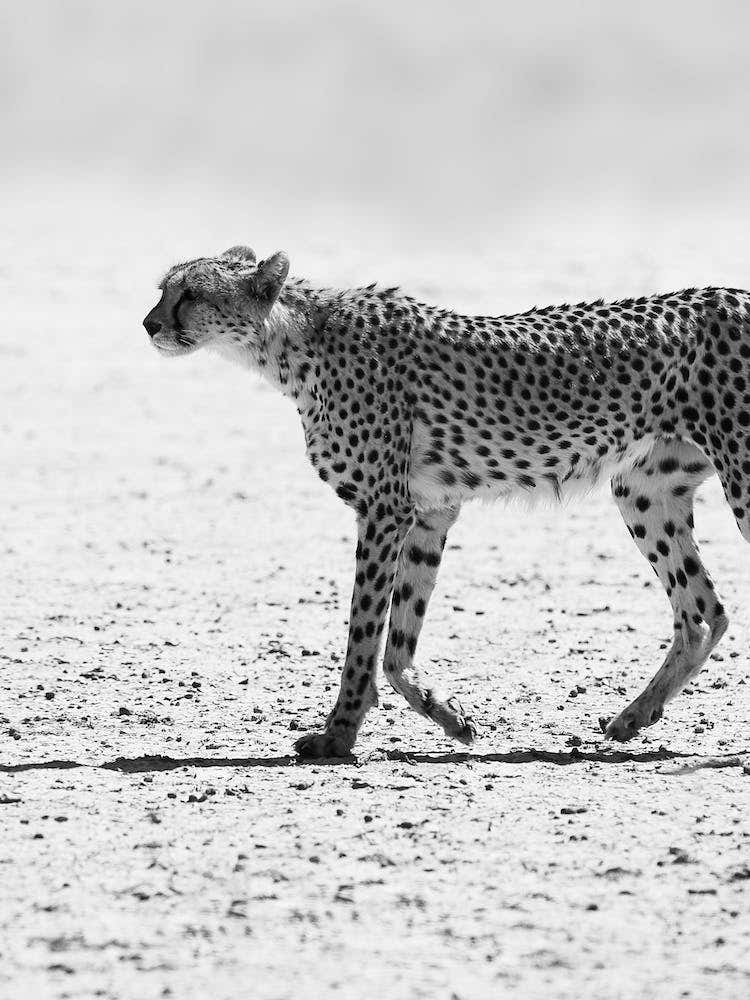 Cheetah