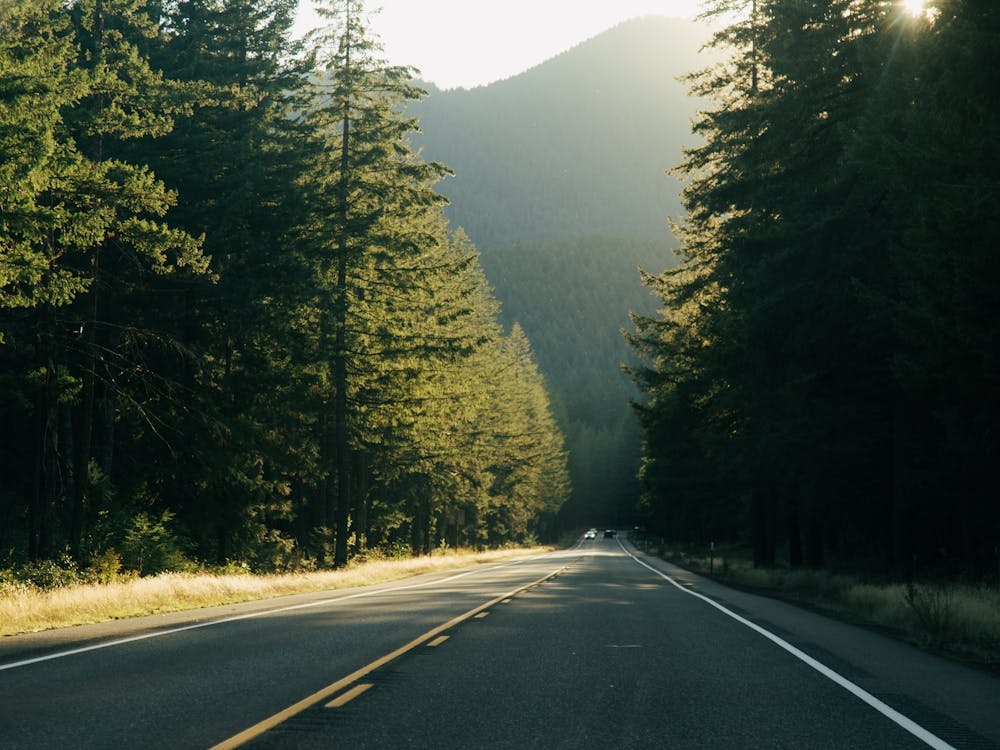 Sunny Forest Road