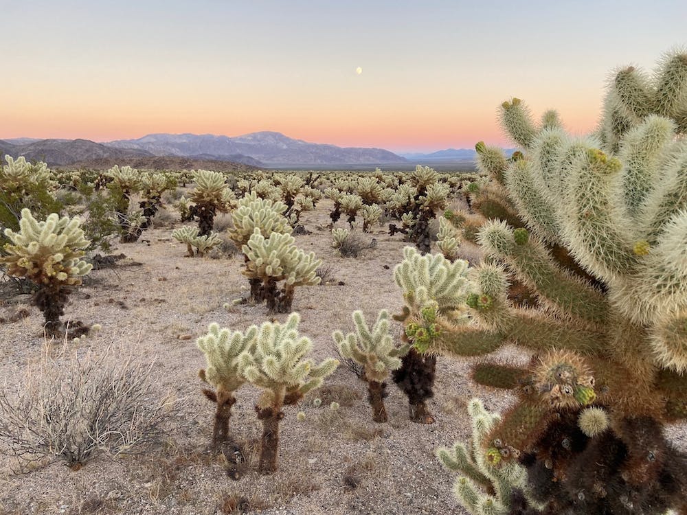 Cholla Cactus Garden at Sunset, Joshua Tree National Park - Horizontal