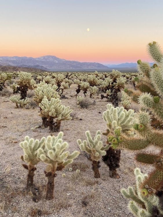 Cholla Cactus Garden at Sunset, Joshua Tree National Park - Horizontal