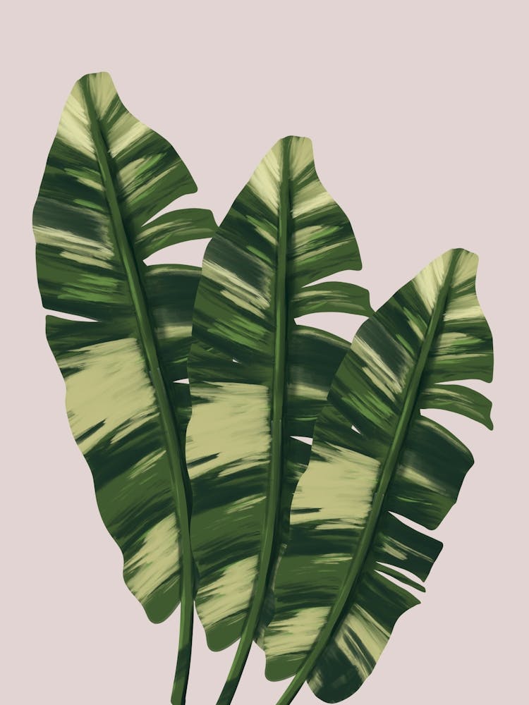 Tropical Leaves X3