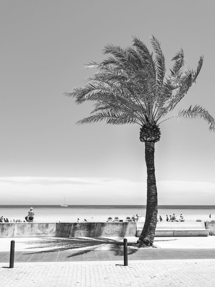 Palm Tree On The Beach Black and White