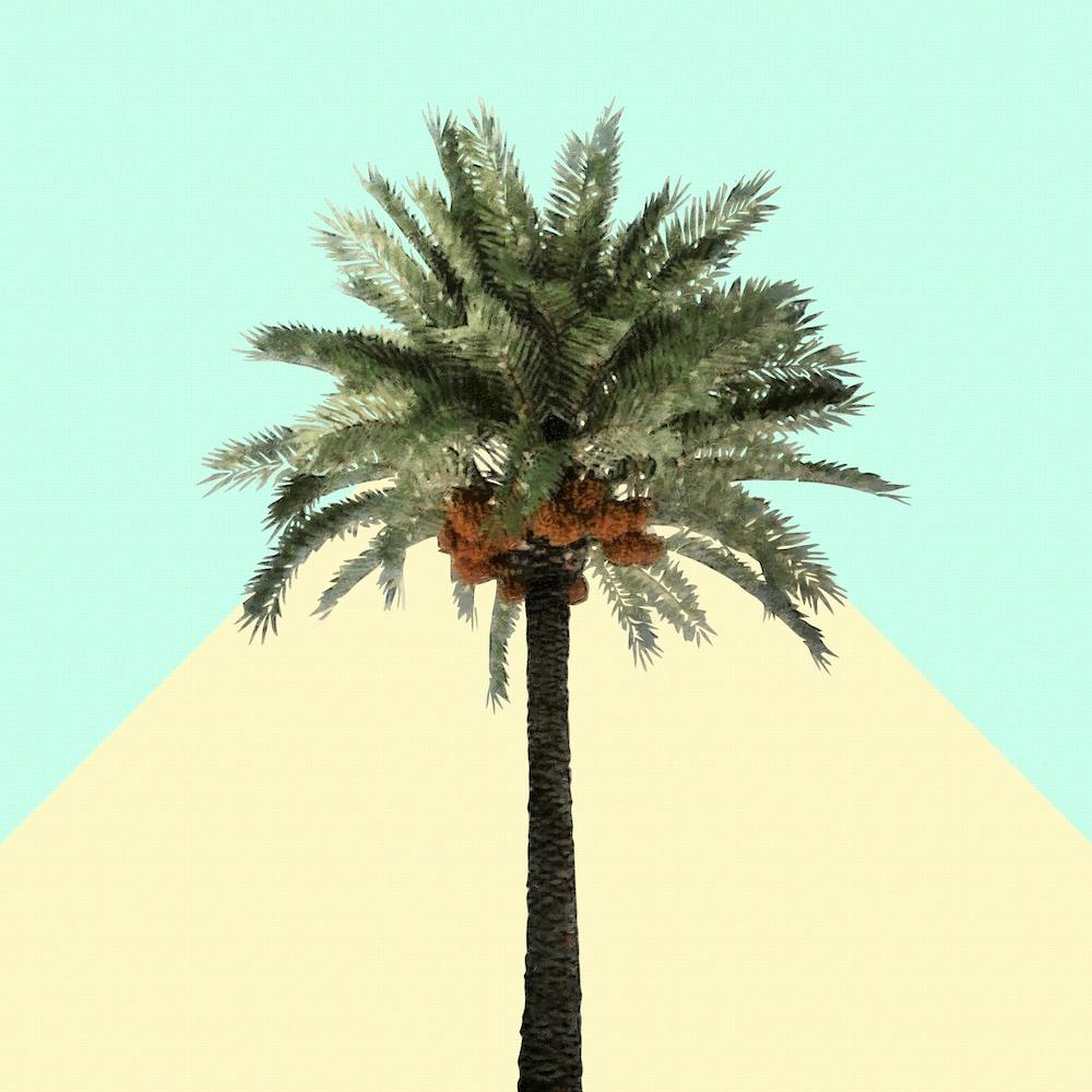 Palm Tree on Cyan and Lemon Wall