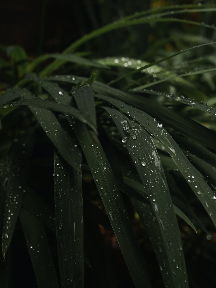 Rain Drops On Leaves Wall Decor