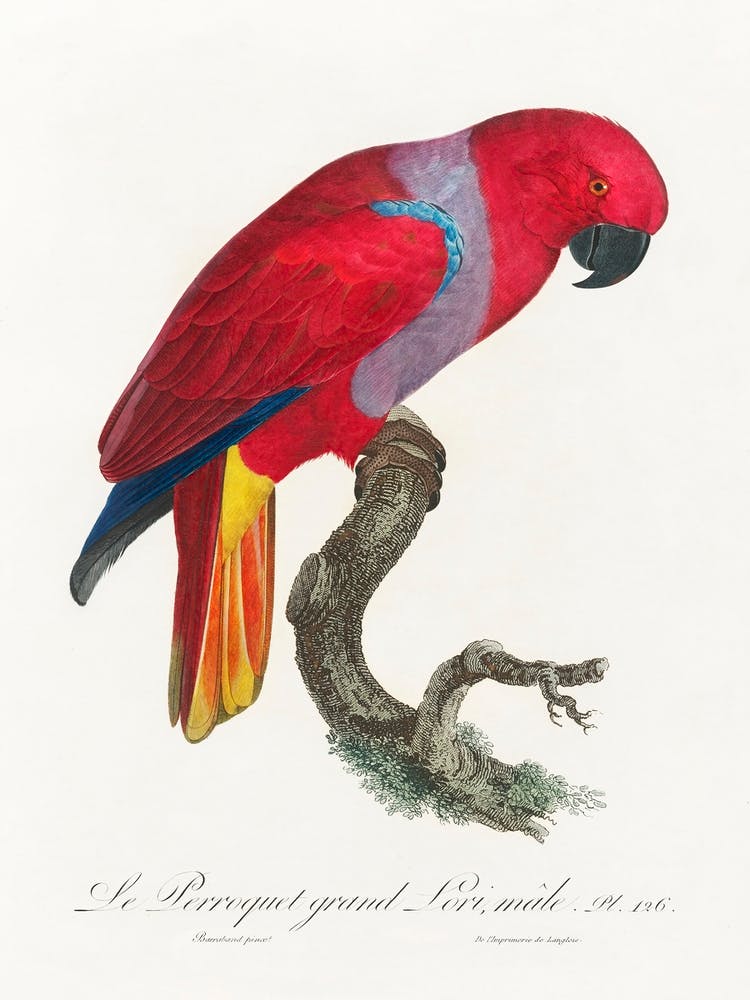 The Eclectus Parrot, Male From Natural History Of Parrots, Francois Levaillant