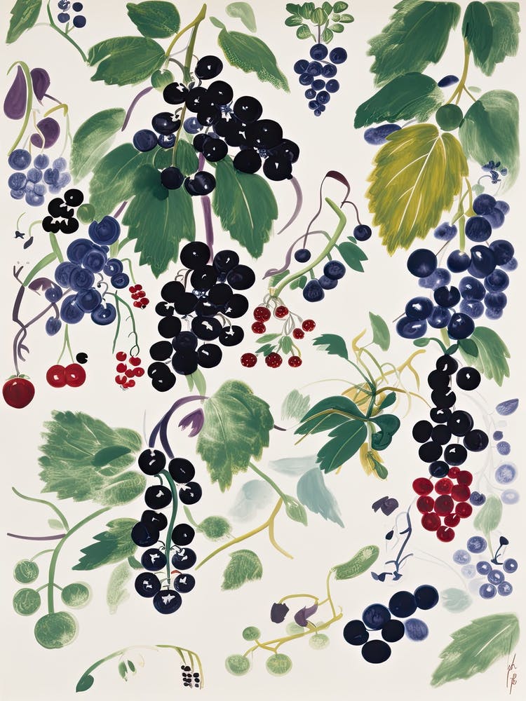 Blackcurrant Fruit Drawing 6