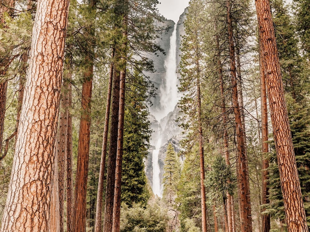 California Redwoods