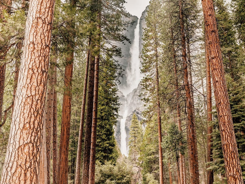 California Redwoods