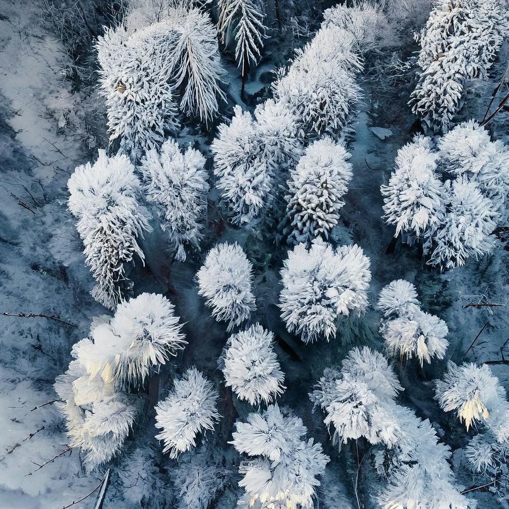 Aerial View Of Snow Covered Trees