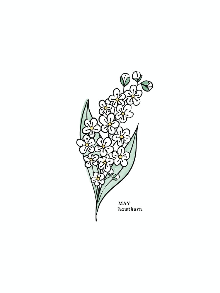 May Hawthorn Birth Flower