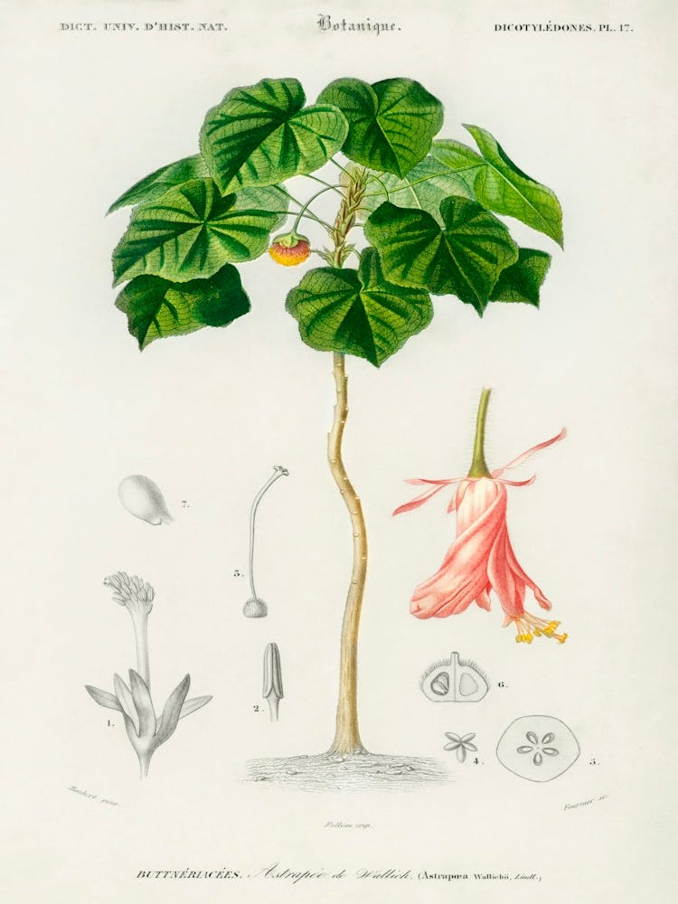 Astrapoea Wallichii, Charles Dessalines D'Orbigny