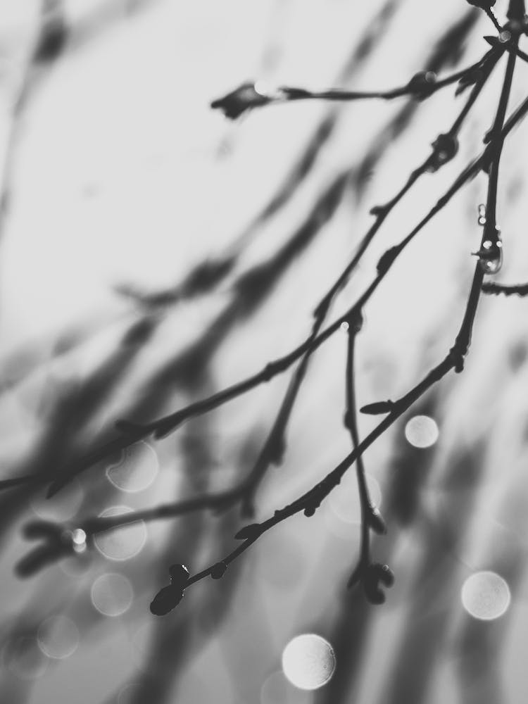 Black And White Twilight