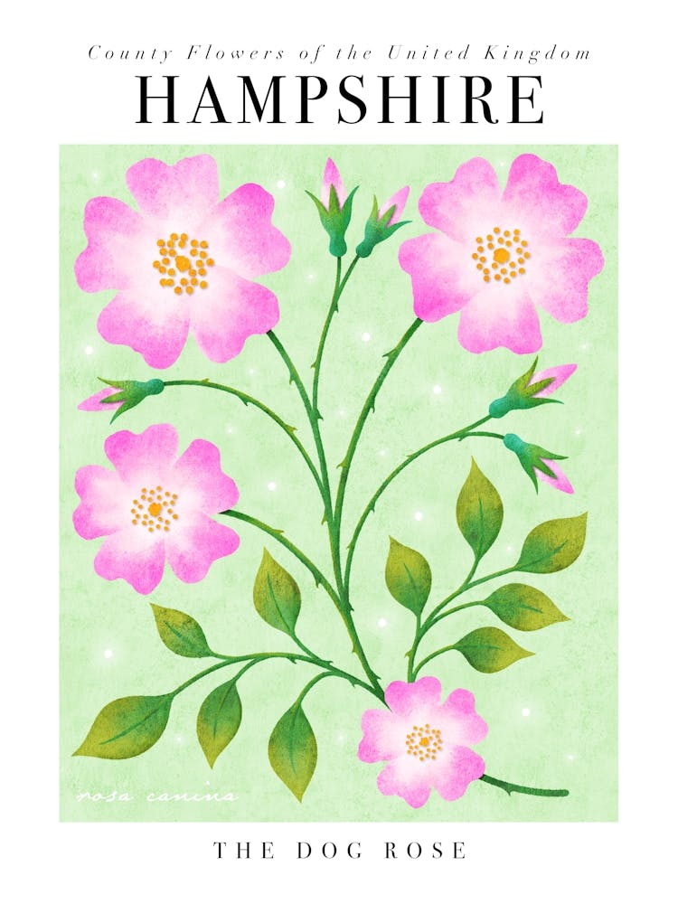 County Flower of Hampshire The Dog Rose