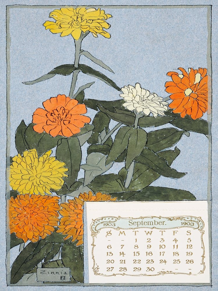 Chrysanthemums 3