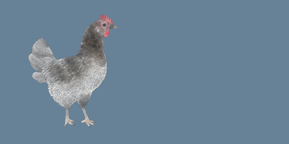 Miss Hen Chicken