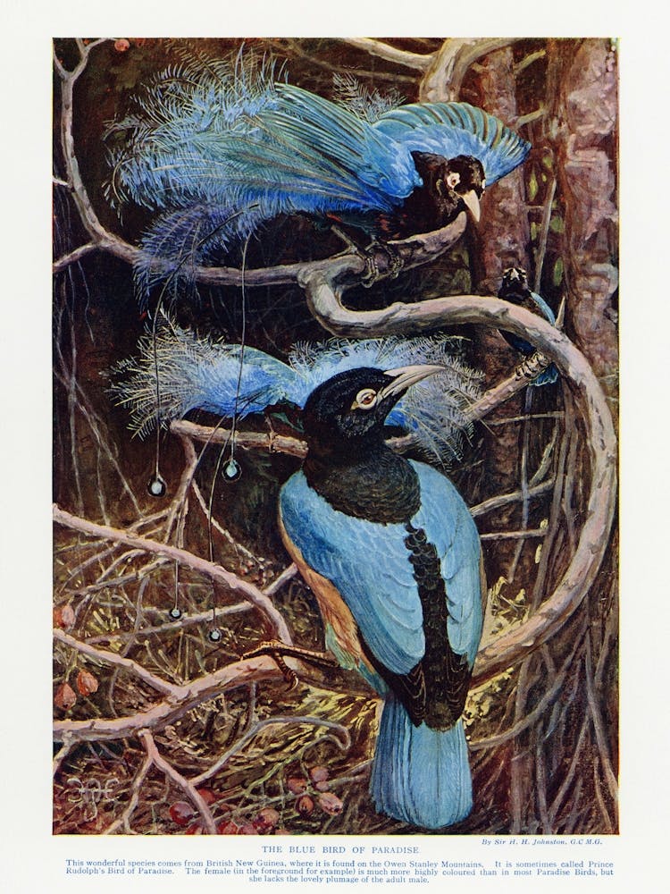 Blue Bird Of Paradise