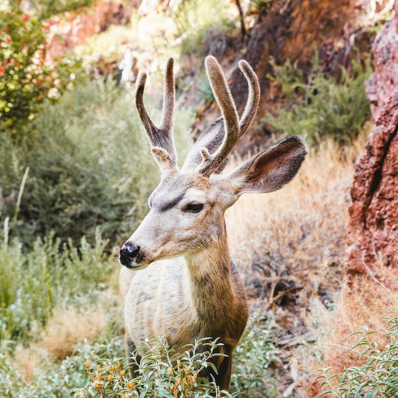 Deer Square