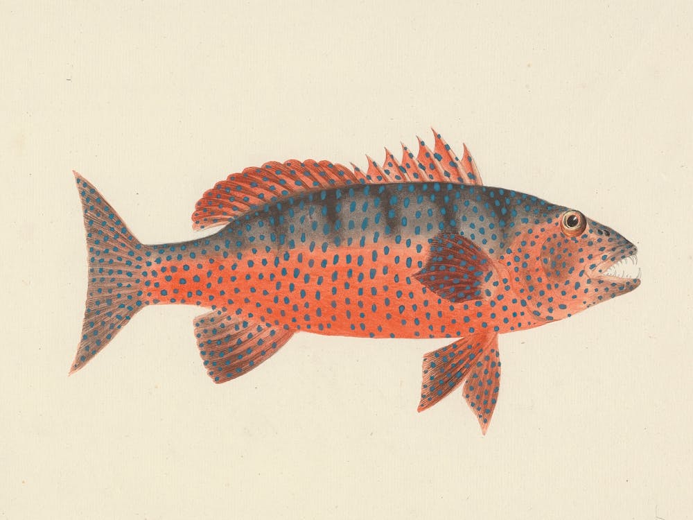 Unidentified Fish, Luigi Balugani 8