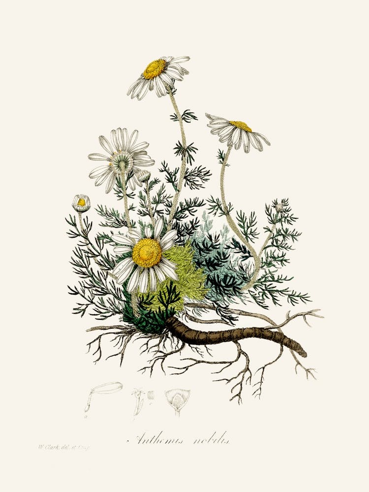 Vintage Botanical John Stephenson and James Morss Churchill_2731655