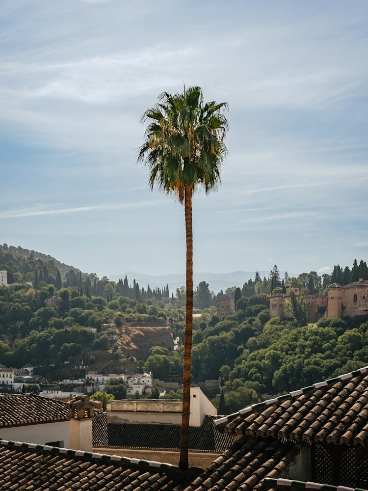 Palm Tree On Roof In Granada, Spain