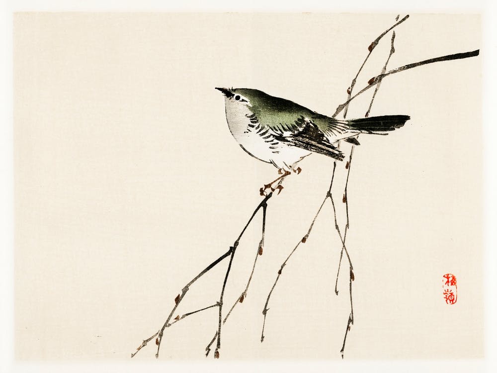 Tit, Kōno Bairei