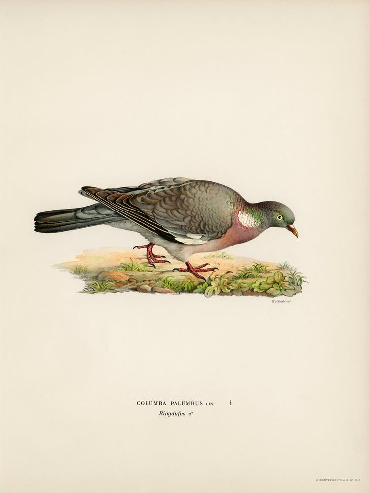 Common Wood Pigeon (Columba Palumbus), The Von Wright Brothers