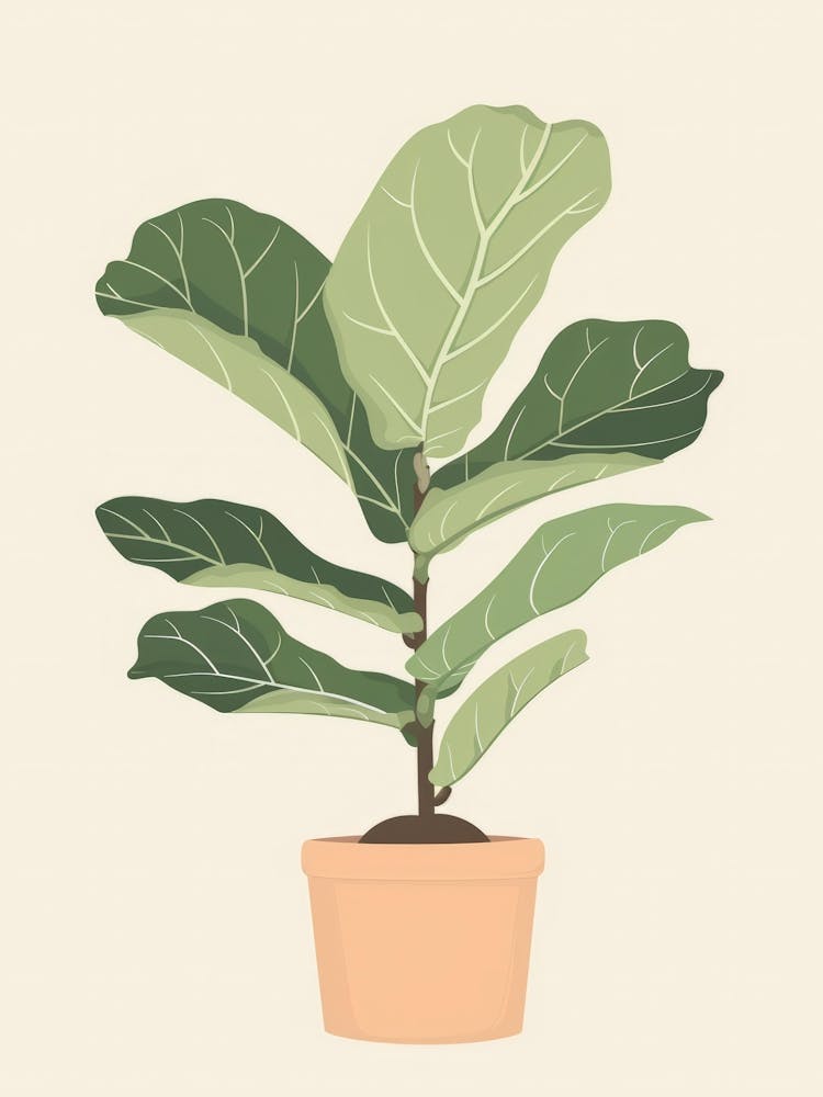 Fig Tree 4