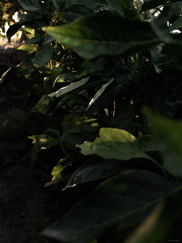 Close-up Of Plants Under Sunlight