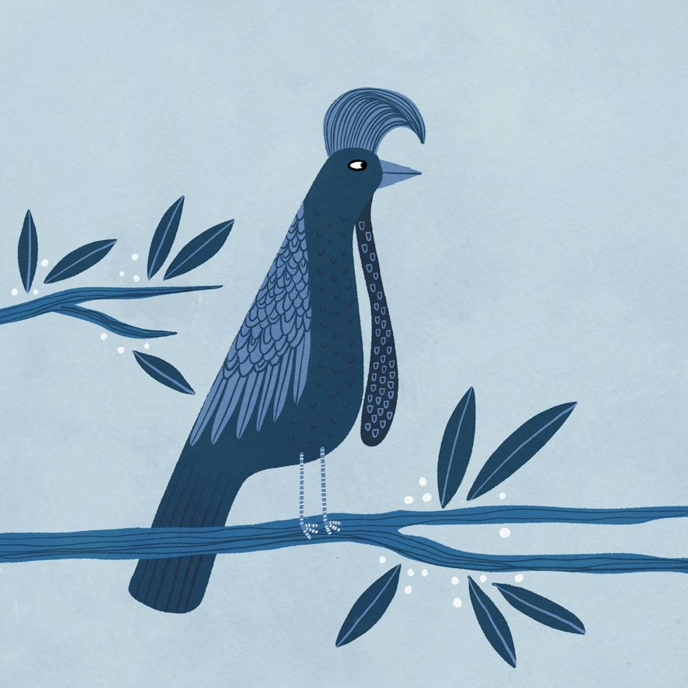 Blue Umbrellabird Bird On A Branch