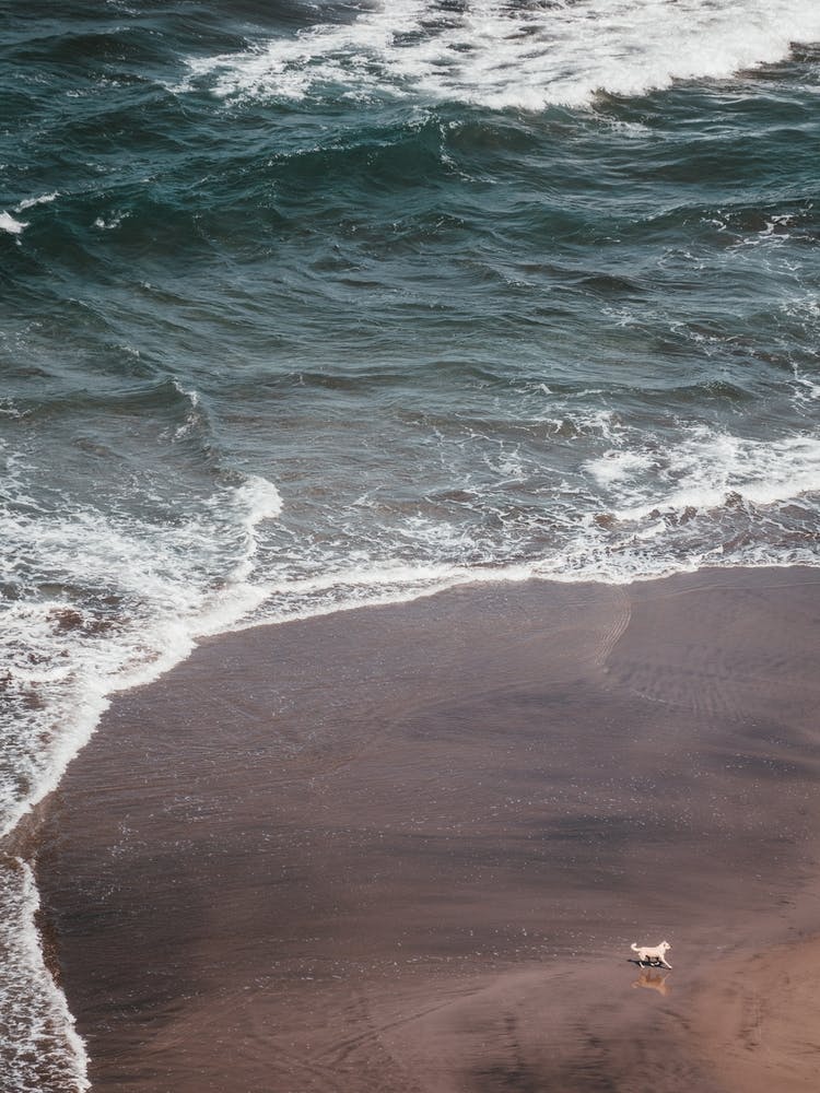 Dog fetching at the beach of Playa de Benijo, Tenerife, Canary Islands