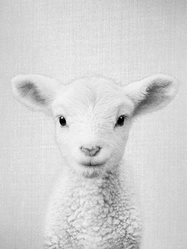 Lamb - Black & White