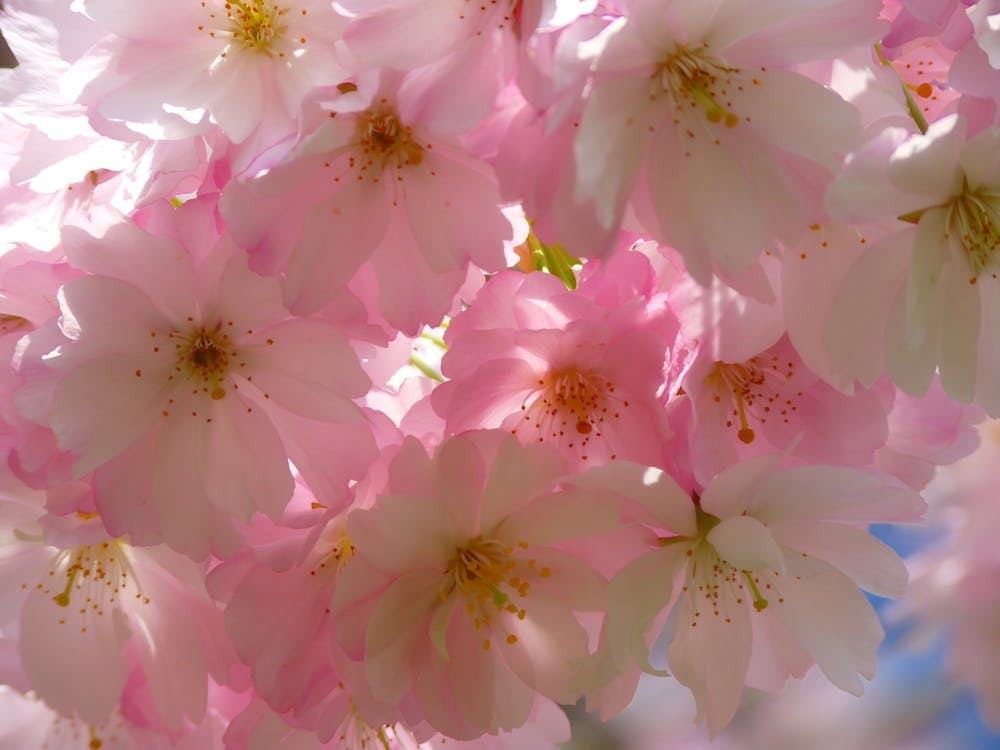 Cherry Blossoms 2