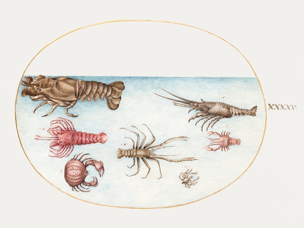 Homard, Squilla Mantis, Et Autres Crustacés (1575–1580), Joris Hoefnagel